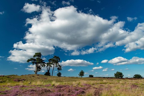 Flowering heather (Calluna vulgaris), heathland in De Hoge Veluwe National Park, Hoenderloo,