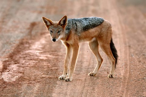 Black-backed jackal (Lupulella mesomelas), adult, alert, stalking, foraging, roadway, track, Mokala