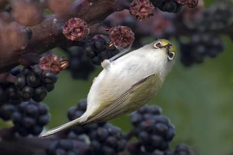 Christmas White-eye (Zosterops natalis), Christmas Island, Australia
