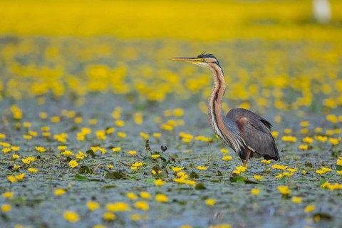 Purple heron (Ardea purpurea) Hungary