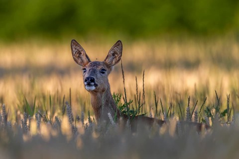 A doe (Capreolus capreolus) stands barking, also known as a scare, in a wheat field, because