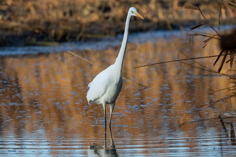 Great White Egret (Egretta alba) Germany