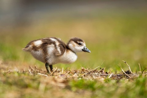Egyptian goose (Alopochen aegyptiaca) cute chick on a meadow at the shore of a lake, Bavaria,
