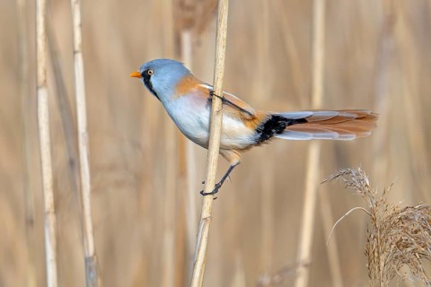 Bearded reedling, bearded tit (Panurus biarmicus) adult male perched on reed stem while foraging in