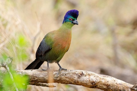 Purple-crested Turaco, Violet-crested Turaco, (Gallirex porphyreolophus), Musophaga porphyreolopha,