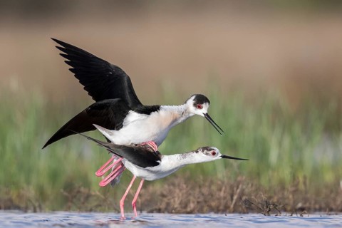Black-winged Stilt (Himantopus himantopus) pair mating, Romania
