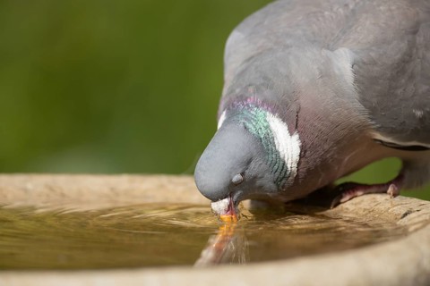 Wood pigeon (Columba palumbus) adult garden bird drinking water from a bird bath, Suffolk, England,