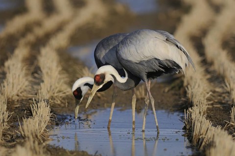 White-naped Crane (Antigone vipio) foraging, Arasaki, Japan