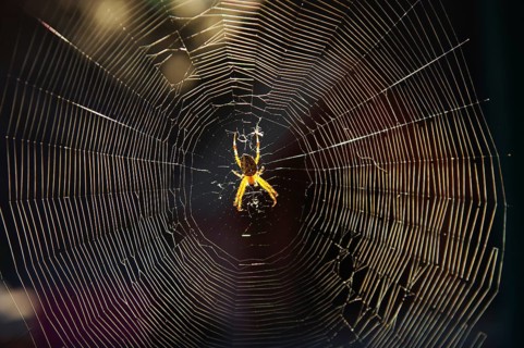 Cross spiders (Araneus), spider web, illuminated, sunlight, The spider sits in the centre of the