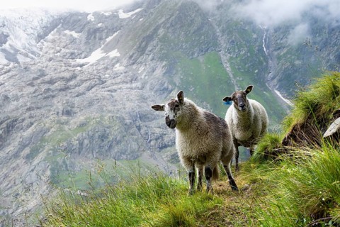 Two sheep (Ovis gmelini aries) on a steep mountain meadow, cloudy mountain landscape, Bernese Alps,