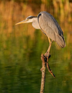 Grey heron (Ardea cinerea) standing on a dead branch at a lake, warm morning light, Lower Saxony,