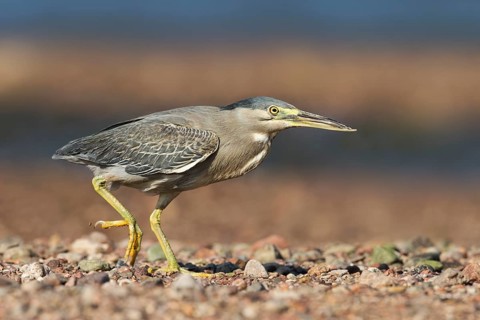 Striated Heron (Butorides striata) hunting, Eilat, Israel