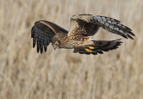 Northern Harrier (Circus hudsonius) female flying, Utah, USA