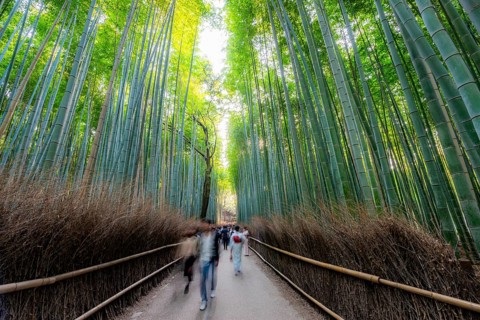 Visitors on their way through bamboo forest, motion blur, long exposure, towering bamboo stems in