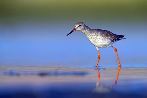Redshank, (Tringa totanus), Animals, Birds, Snipe family, Raysut, Salalah, Sohar, Oman
