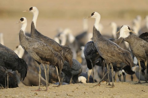 Hooded Crane (Grus monacha), Arasaki, Japan
