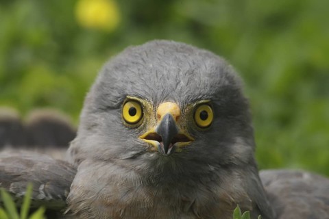 Roadside Hawk (Rupornis magnirostris), Manabi, Ecuador
