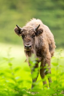European bison (Bison bonasus) standing on a meadow in summer, Bavarian Forest, Germany