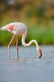 Greater Flamingo (Phoenicopterus roseus) walking in the water, Parc Naturel Regional de Camargue,