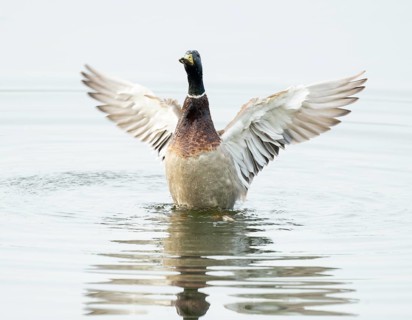 Mallard (Anas platyrhynchos), male, on a lake, flapping his wings, Lower Saxony, Germany