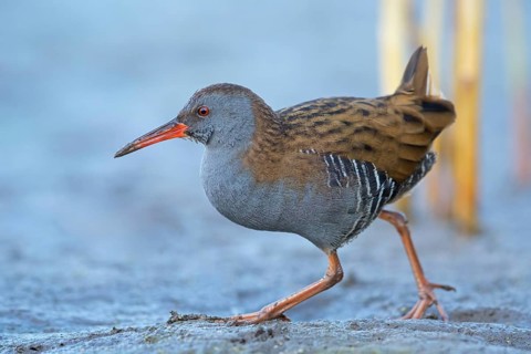 Water rail, (Rallus aquaticus), biotope, habitat, animal, animals, birds, rail family, Der Spieß