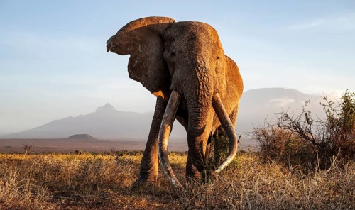 African elephant (Loxodonta africana) with Kilimanjaro, the famous Super Tusker elephant Craig, old