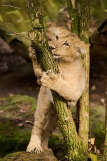 Asiatic lion (Panthera leo persica) climbing a small tree, captive