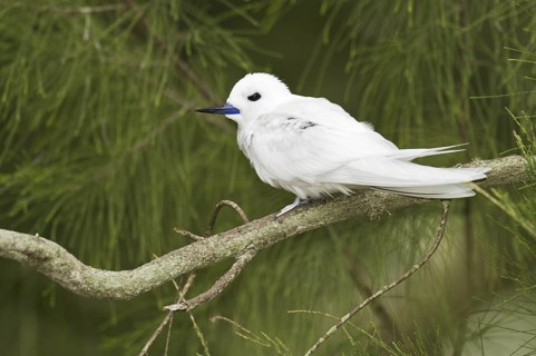 White Tern (Gygis alba), Hawaii, USA