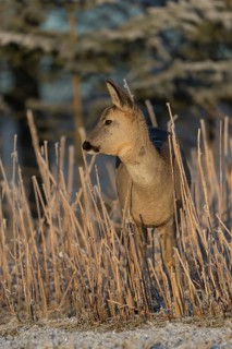 Roe deer standing in hoar frosted dead stinging nettle at minus 15 °C at sunrise. Trees and dead