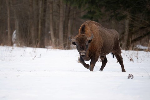 European bison (Bos bonasus, Bison bonasus), bison bull walking in a forest clearing in winter,