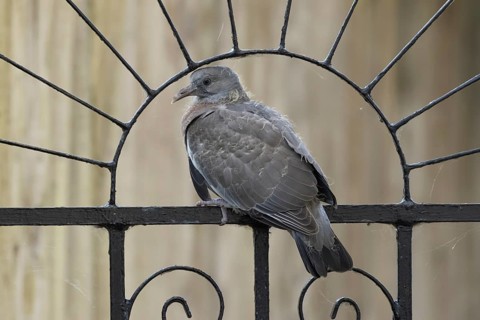 Wood pigeon (Columba palumbus) juvenile baby squab bird on a garden metal garden gate, Suffolk,