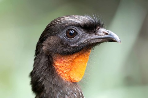 Portrait of a bronze guan (Penelope obscura)