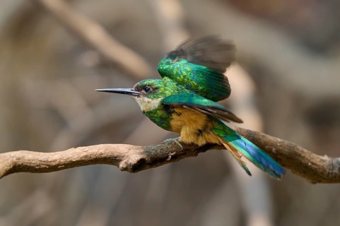 A colourful bird flapping its wings on a branch in natural colours, Rufous-tailed jacamar (Galbula