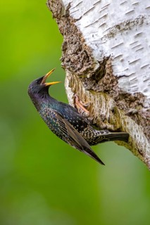 Common starling, European starling (Sturnus vulgaris) adult in breeding plumage at nest hole in