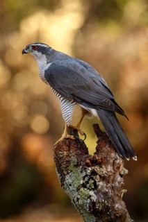 Northern Goshawk (Accipiter gentilis), adult male, Castile and Leon, Spain