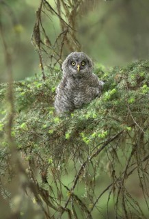 Great Grey Owl (Strix nebulosa) juvenile perched on a branch, British Columbia, Canada