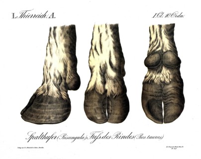 Animal kingdom, anatomy, fission bank, bisungula, foot of the cow, Bos taurus, reproduction of a