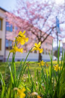 Yellow daffodils in front of a blooming cherry tree under clear blue sky, Althengstett, Calw