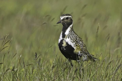 European Golden Plover (Pluvialis apricaria), Iceland