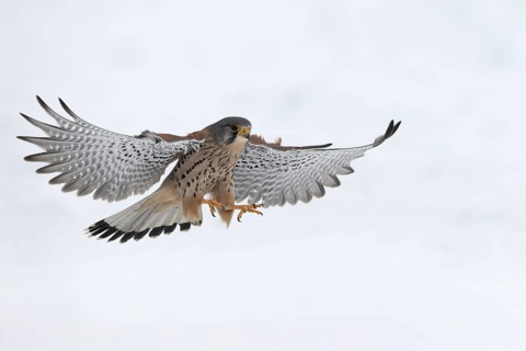 Kestrel (Falco tinnunculus) in the snow, Bitburg, Rhineland-Palatinate, Germany