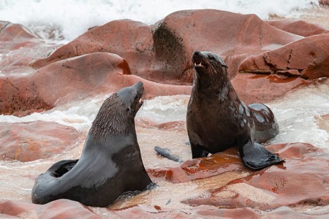 Male fur seals fighting for territory, Cape fur seal (Arctocephalus pusillus), Cape Cross, Atlantic