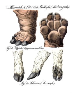 Anatomy, animal kingdom, multungula, foot of hippopotamus amphibius and foot of pig, sus scrofa,