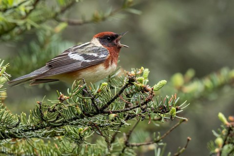 Bay-breasted Warbler (Dendroica castanea) perched on a branch in Ontario, Canada