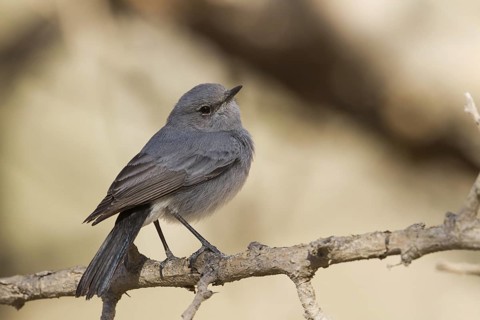Blackstart (Oenanthe melanura), Oman