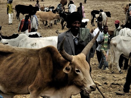 A man stands at a cattle market next to cows (bos) while people are visible in the background,
