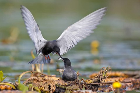 Black Tern (Chlidonias niger) pair, handing over a small fish as a bridal gift, Mecklenburg-Western