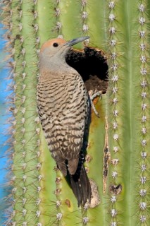Gilded Flicker Colaptes auratus Tucson, Pima Co., ARIZONA, USA 29 April Adult Female Picidae