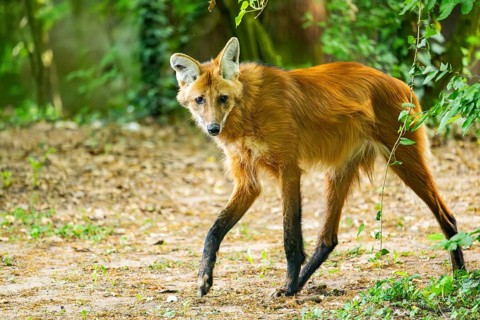 Maned wolf (Chrysocyon brachyurus) walking around, Germany
