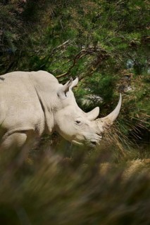 Square-lipped rhinoceros (Ceratotherium simum), standing in the dessert, captive, distribution