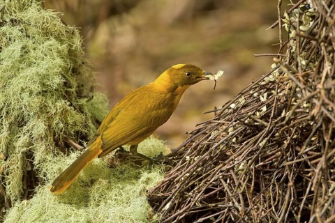 Golden Bowerbird (Prionodura newtoniana) male, Queensland, Australia